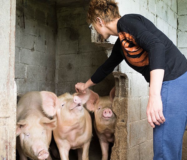 Piggies and Piglets